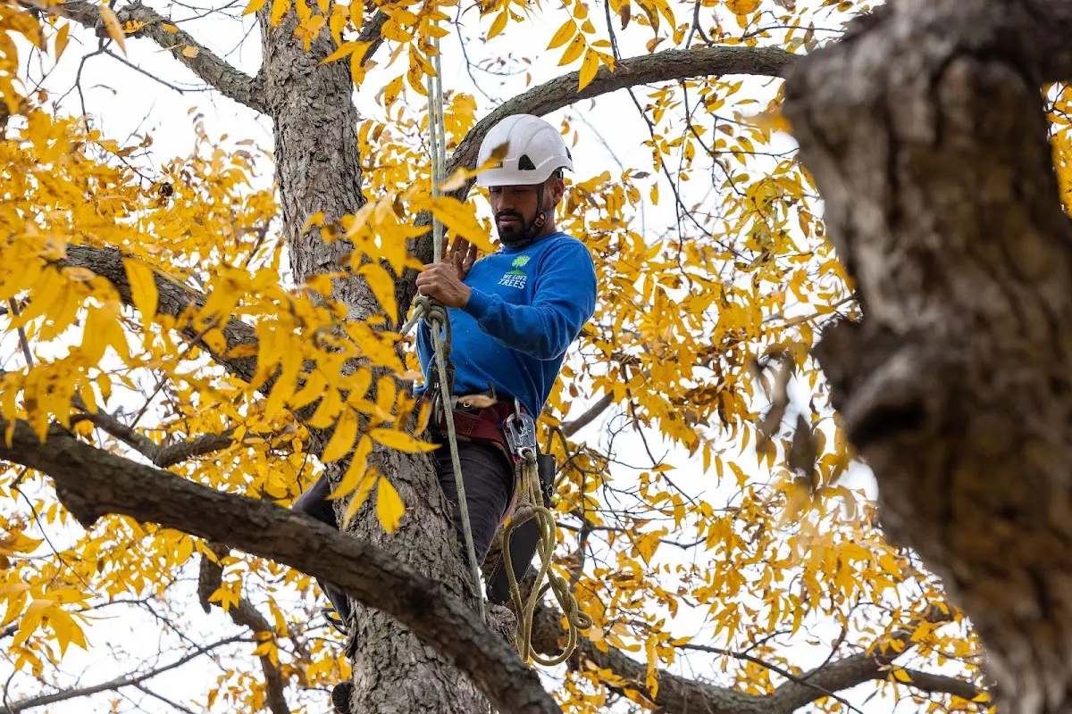 Skilled Storm Damage Cleanup crew working in Henderson